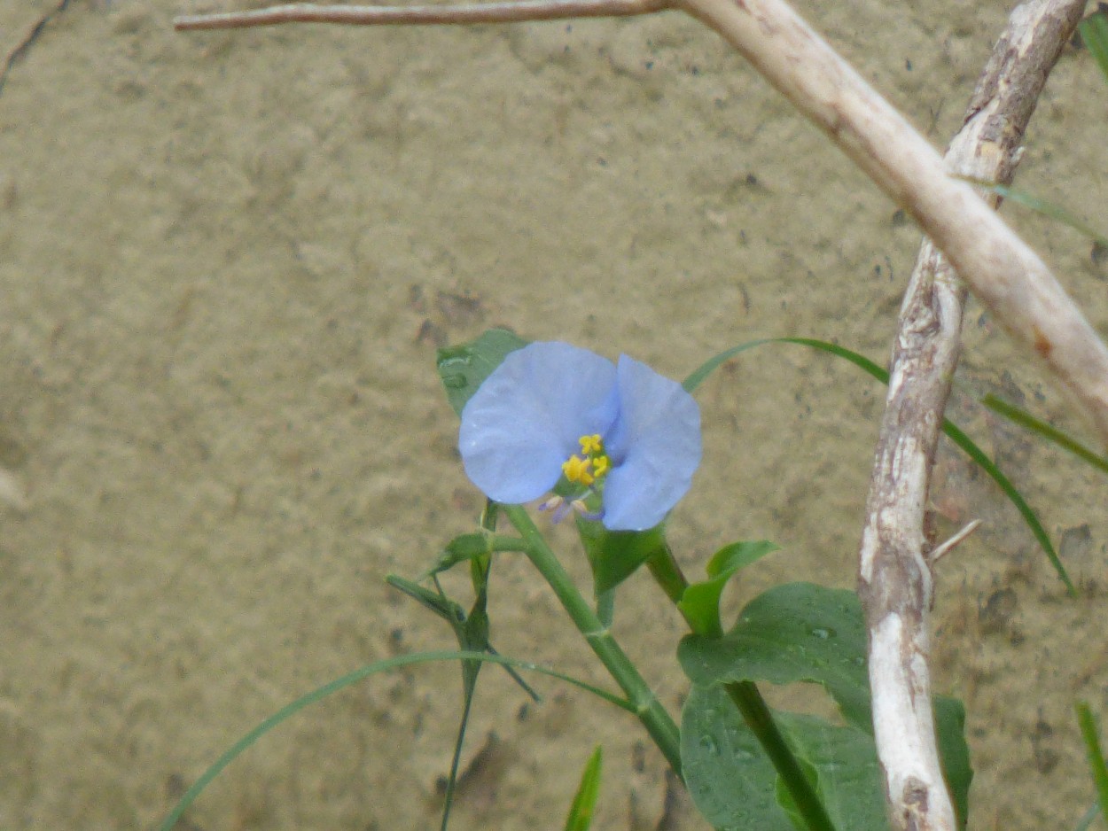 "`Flor silvestre`" de Graciela Edith Flocco