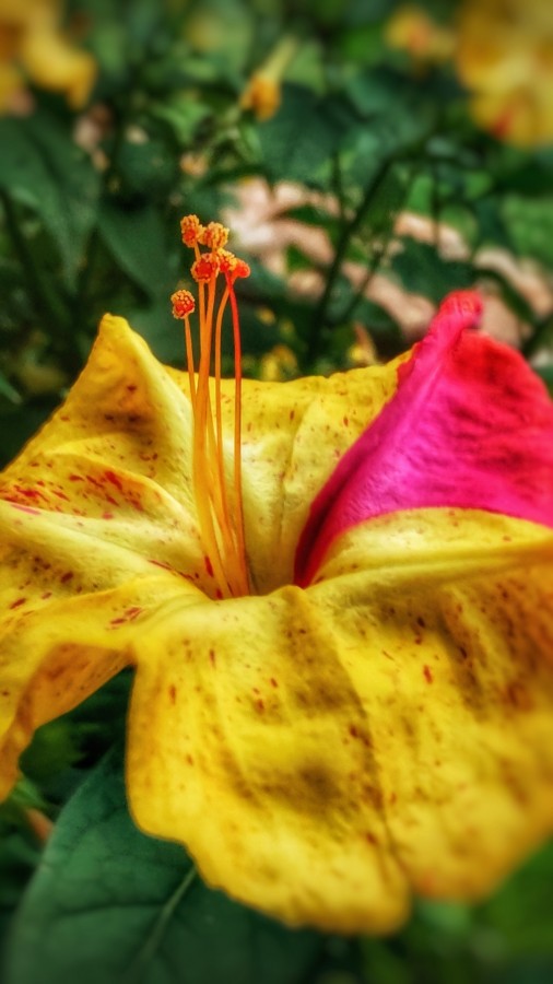 "Solo una flor" de Ernesto Emilio Suarez