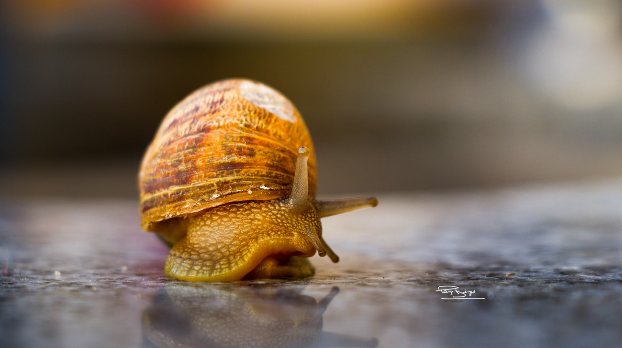 "Caracol" de Diego Ponzi