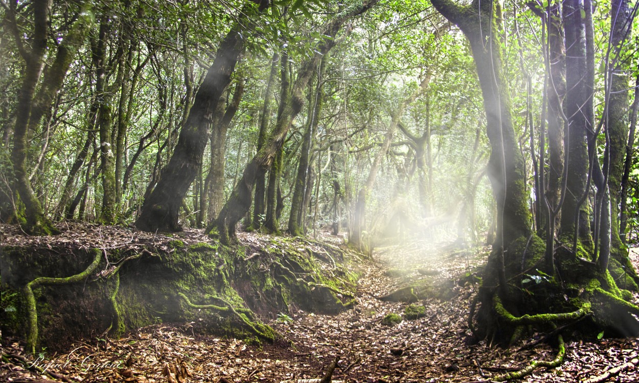 "el bosque encantado" de Rafael Garcia Garcia-diego