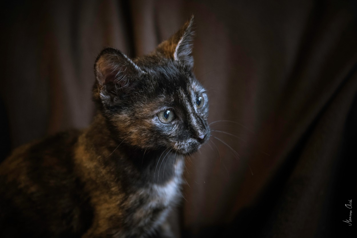 "Neta, La Gatona Hermosa..." de Carmen Esteban