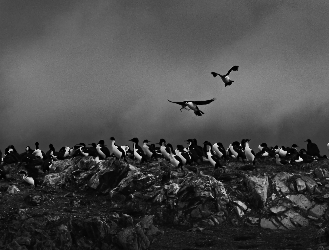 "Vuelo a la comunidad..." de Carlos Cavalieri