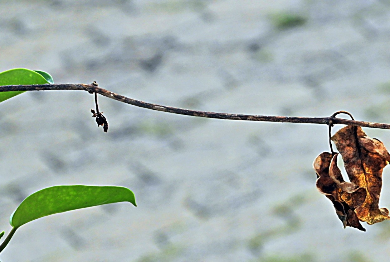 "Buscando motivos, o ciclo da natureza." de Decio Badari