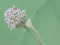 A polinizadora solitaria!