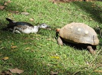 Uma pequena disputa de espao ou comida.