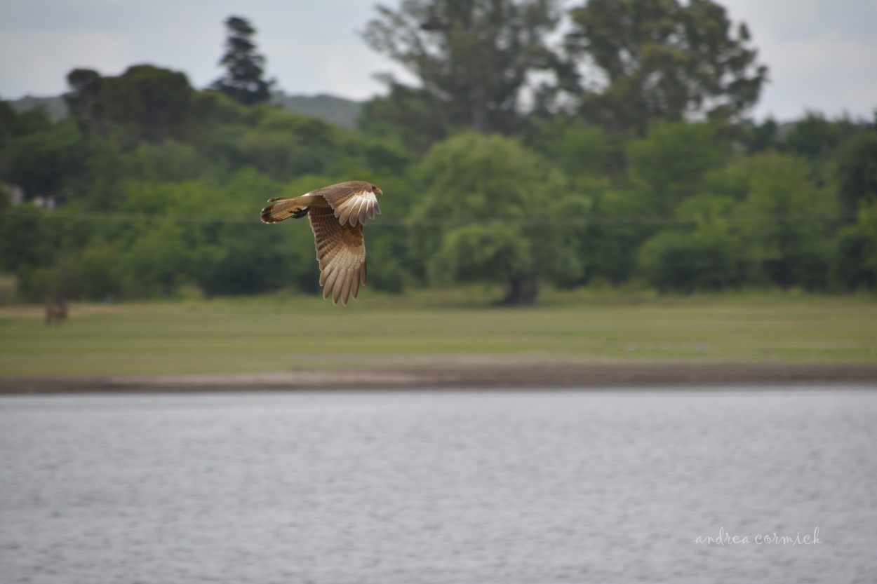 "el vuelo" de Andrea Cormick