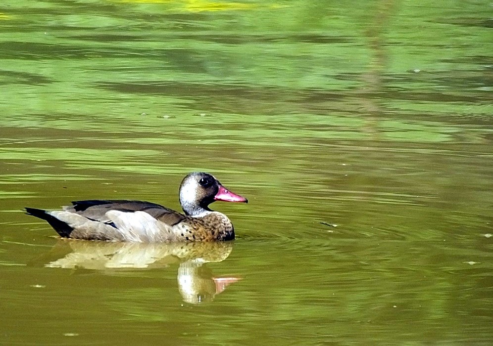 "P-vermelho, macho, neste alvorecer no lago" de Decio Badari