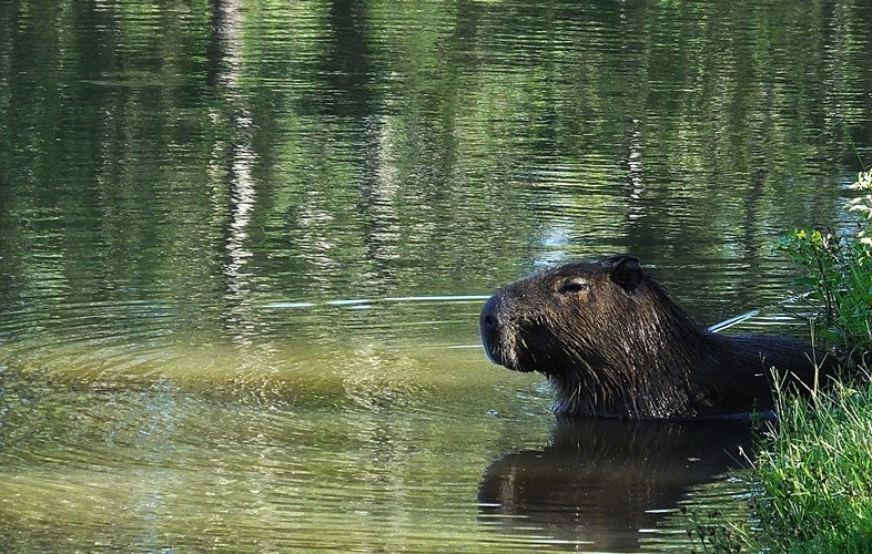 "A Capivara em seu habitat preferido!" de Decio Badari