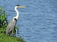 A Gara-moura, esperando para atravessar o lago