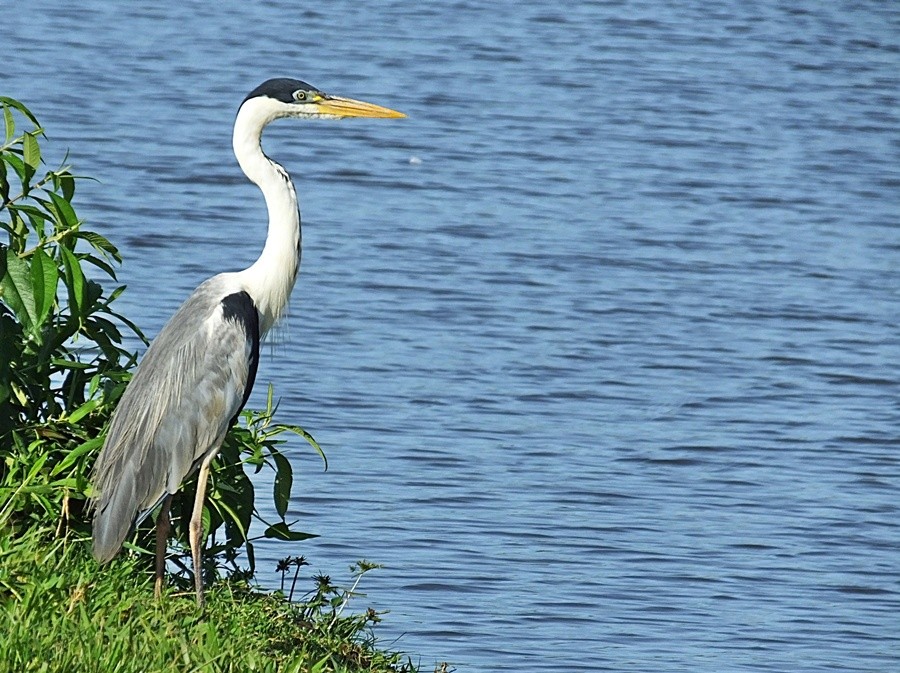 "A Gara-moura, esperando para atravessar o lago" de Decio Badari