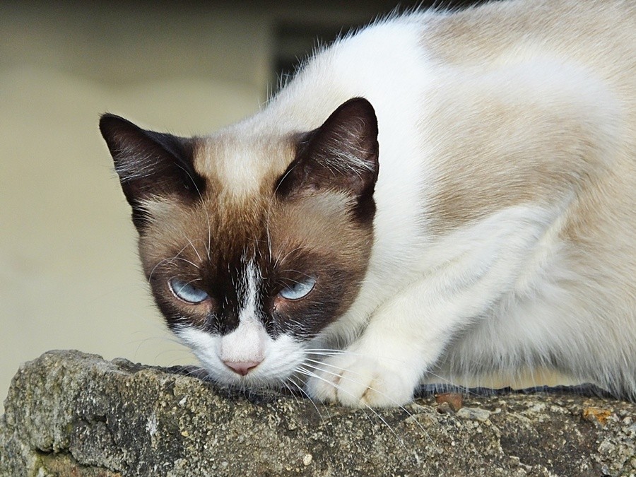 "Preparado para o ataque,assim so os felinos." de Decio Badari