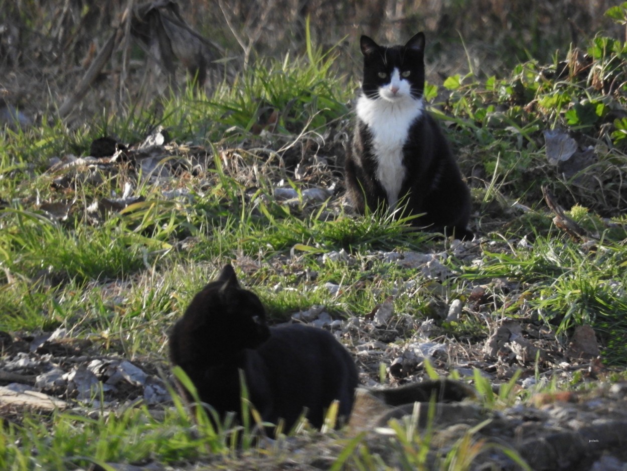 "DoS GaToS y un RaTN" de Joana Sansalvador Roca