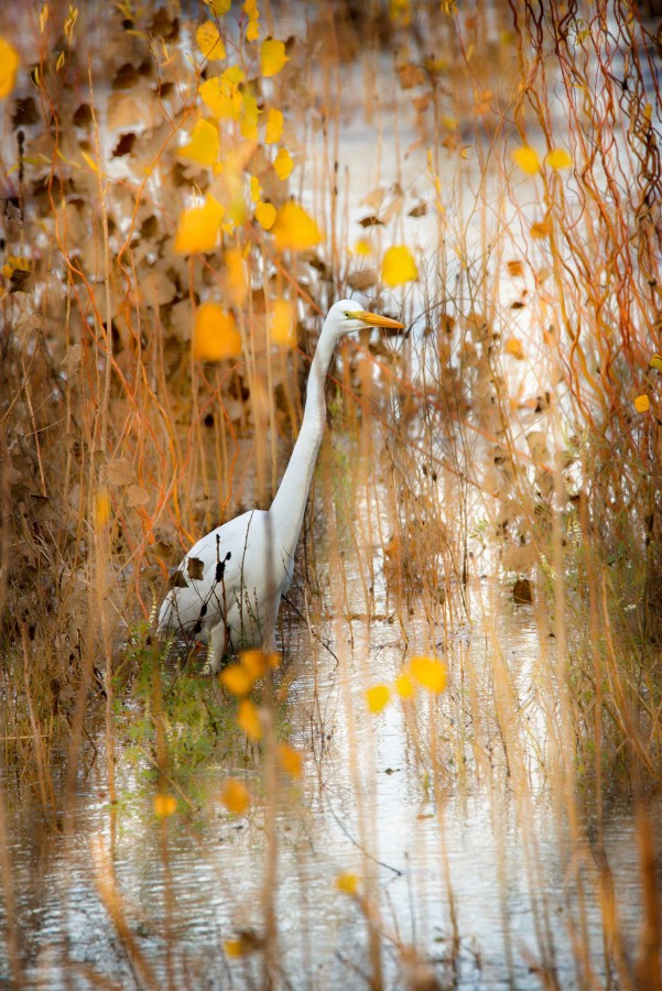 "Garza blanca" de Williams Daniel Nuez