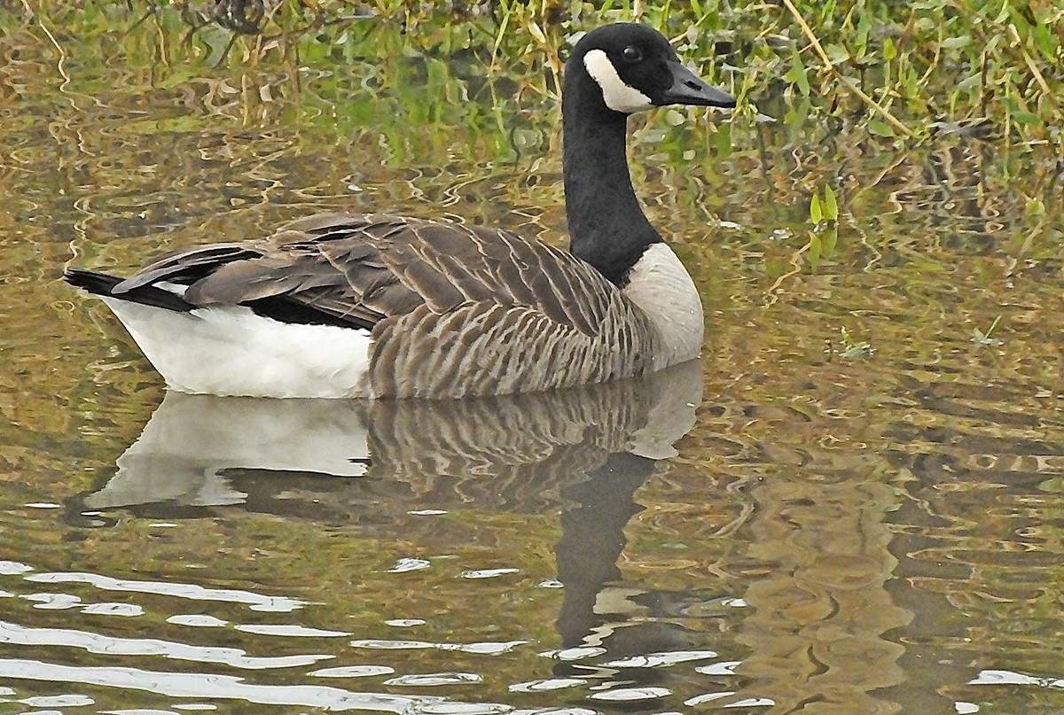 "O Canadian Goose em guas joanpolenses" de Decio Badari