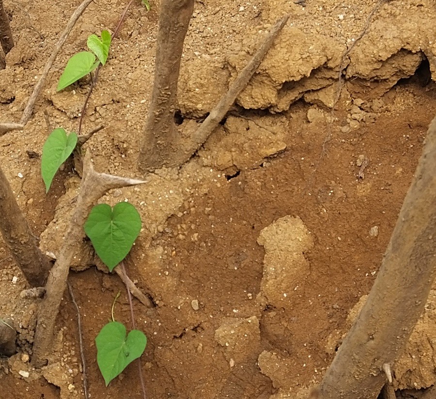 "A fora da Natureza, grande exemplo!" de Decio Badari