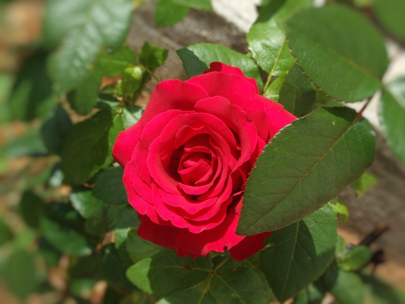 "Red Roses for a Blue Lady" de Decio Badari