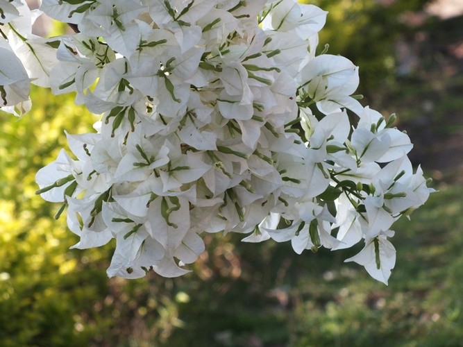 "Um das cores da Bougainvillea ,a Primavera!" de Decio Badari