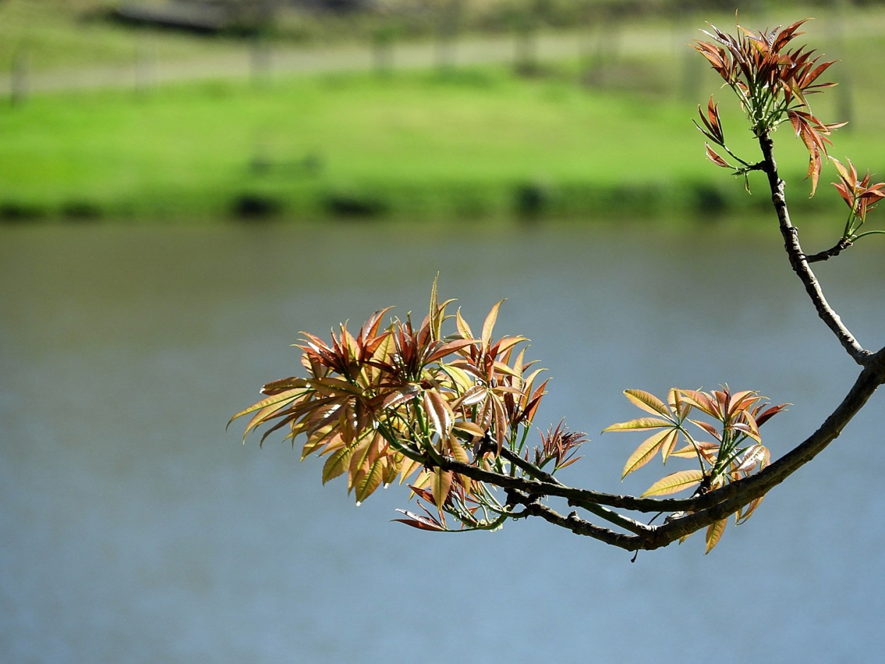 "O inicio da primavera, a tempos atrs" de Decio Badari