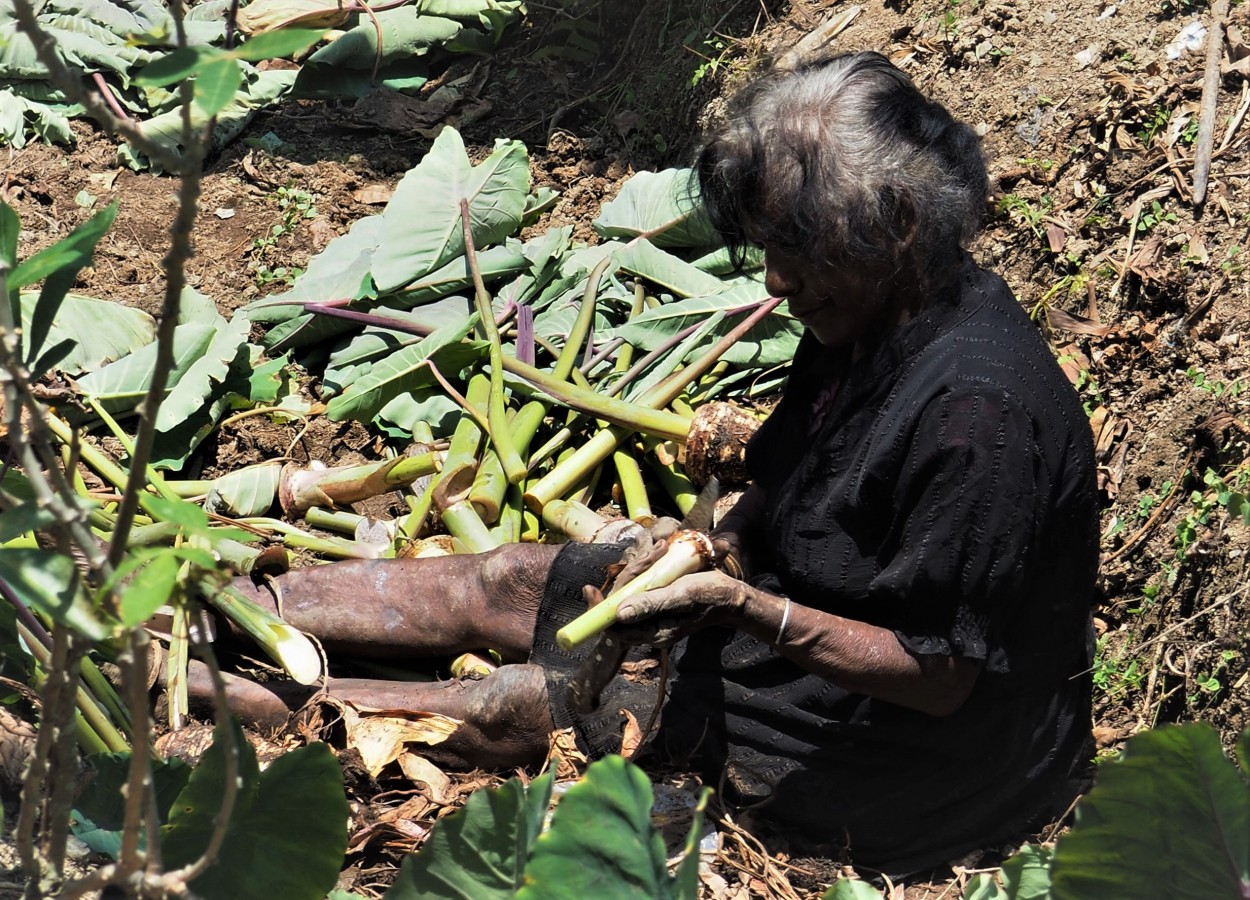 "A coleta de alimentos" de Maria Cristina de Castilho Brda