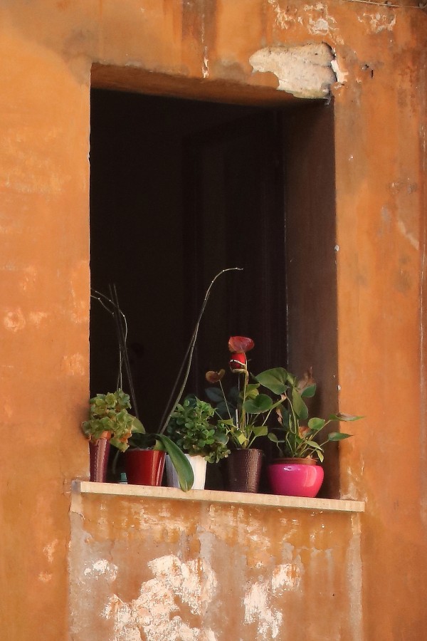 "Ventana con macetas." de Francisco Luis Azpiroz Costa