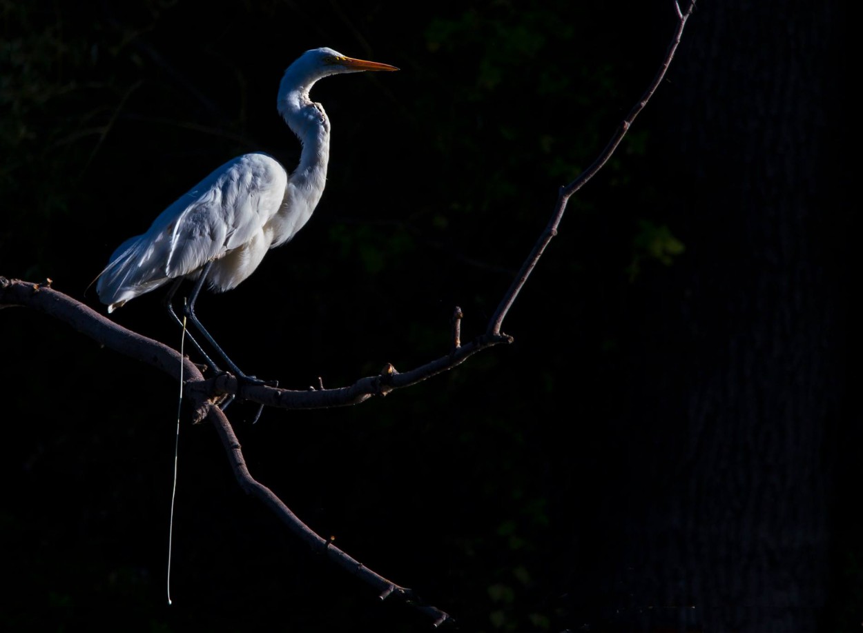 "Garza blanca" de Williams Daniel Nuez