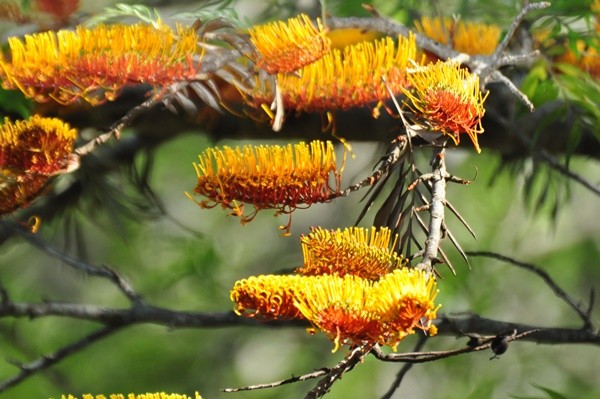 "No fundo do ba: Grevlea  Grevillea banksii" de Decio Badari