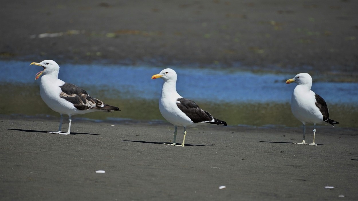 "tres gaviotas" de Ruben Alex Villarroel