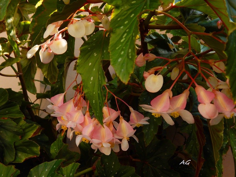 "Begonia Ala de ngel" de Ana Giorno