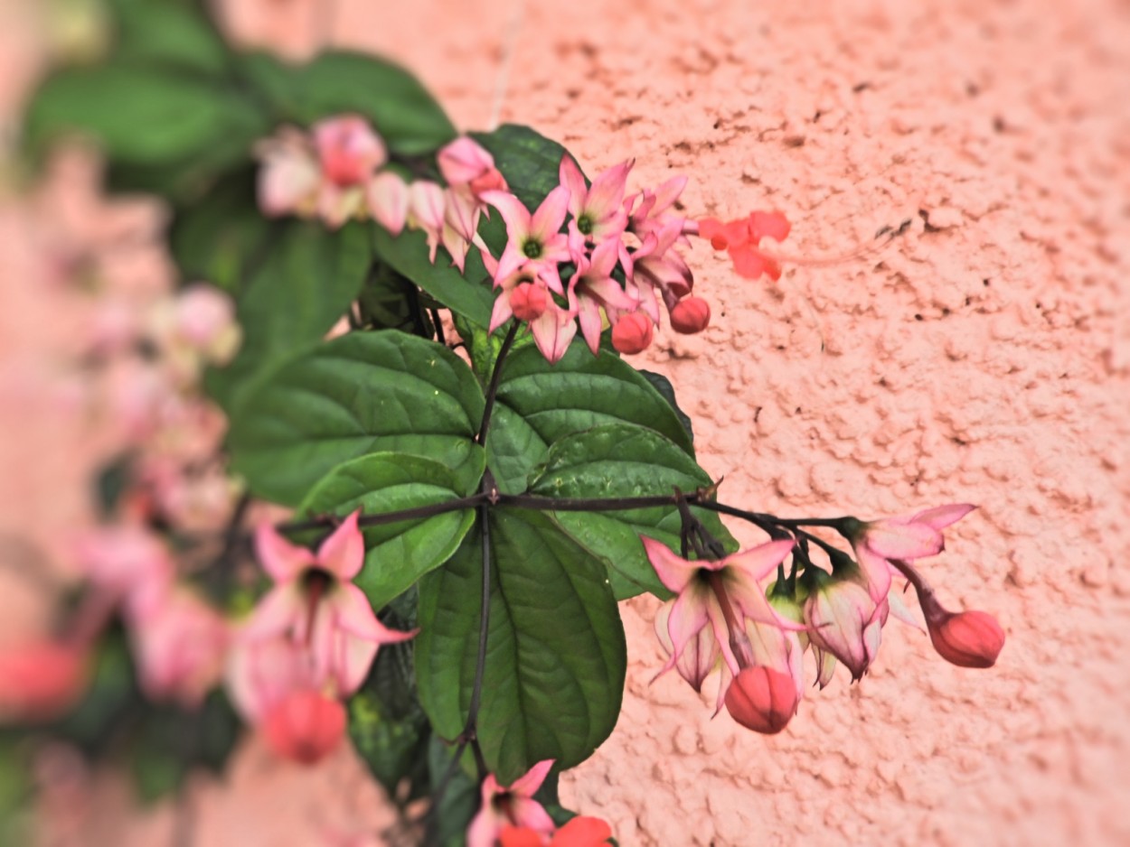 "Em um pequeno espao, pequenas flores." de Decio Badari