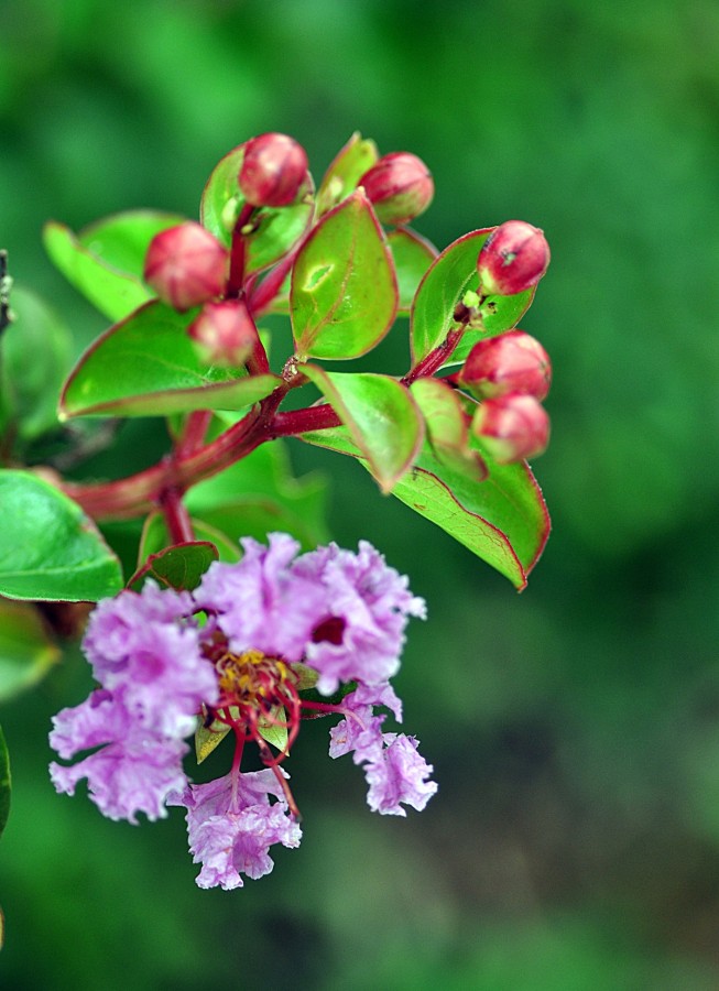 "Entre botes, flores e cores." de Decio Badari