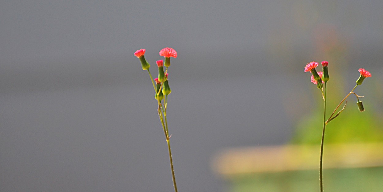 "As pequeninas e singelas flores." de Decio Badari