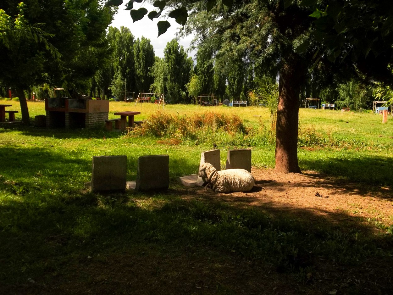 "`Un mundo de paz`" de Iris Elizabeth Scotto