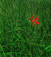 Impresionismo verde con toque rojo