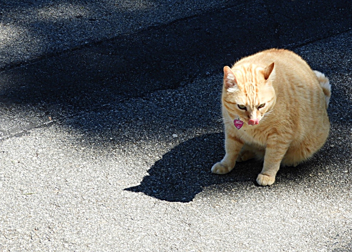 "Meu nome  ` Miau `, muito prazer!" de Decio Badari