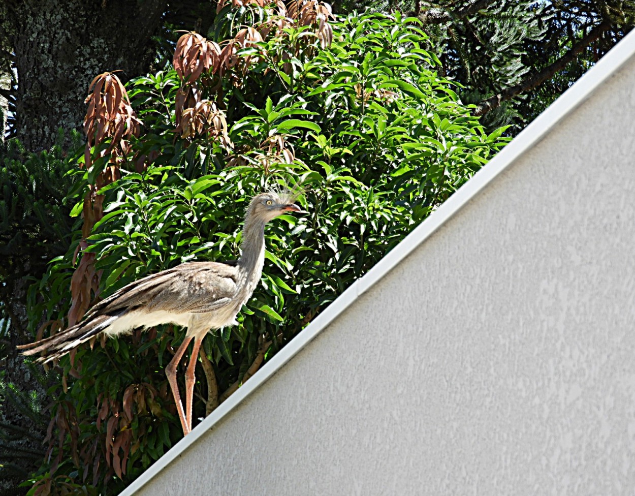 "Uma diagonal neste meu olhar e a Natureza!" de Decio Badari