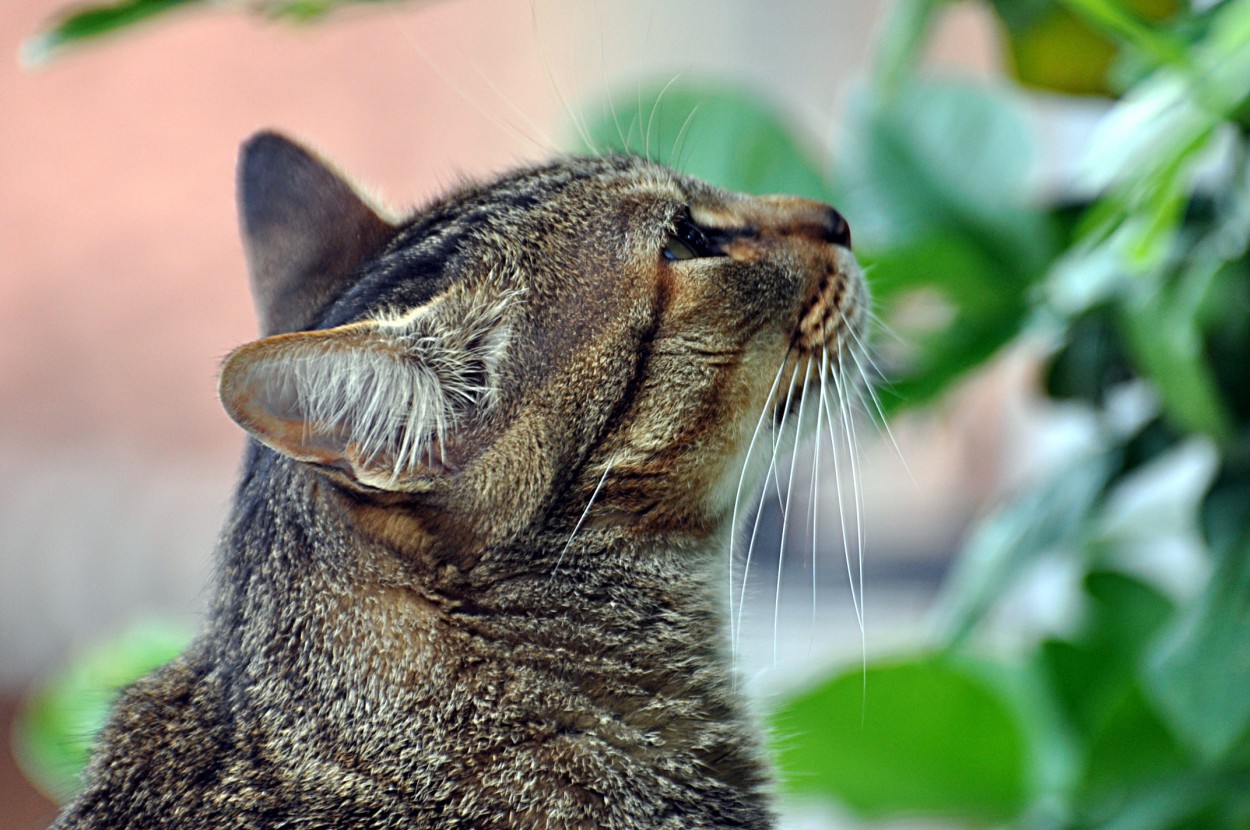 "O instinto felino, a ` Rajadinha` de olho nas aves" de Decio Badari