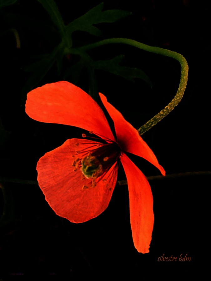 "silvestre naranja" de Beatriz Di Marzio