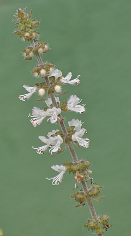 "Flores do Manjerico, macro com a Nikon 70/300" de Decio Badari