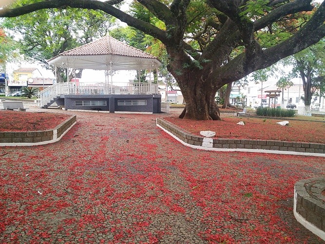 "A nossa Praa Matriz e flores do Flamboyant" de Decio Badari