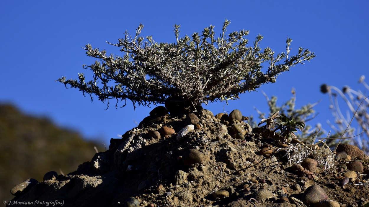 "Creciendo entre las piedras" de Francisco Jos Montaa