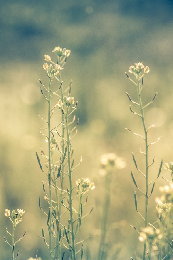 "flores silvestres" de Su Garcia Hillcoat