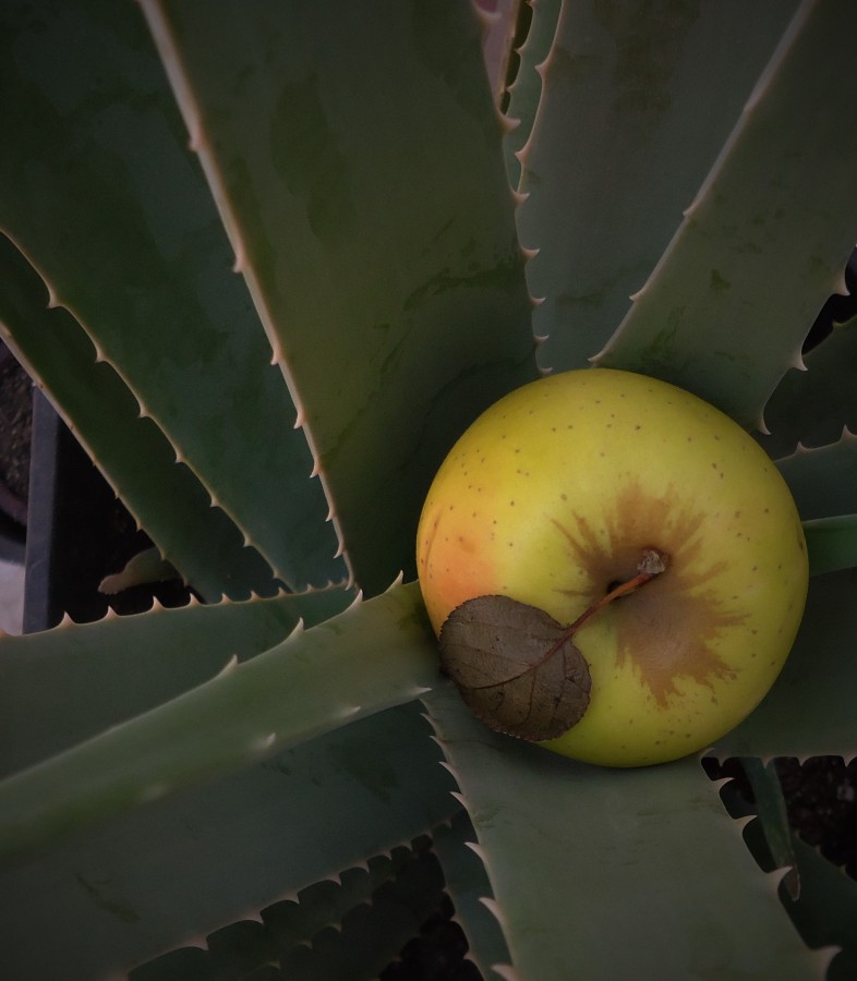 "100 por ciento natural" de Jose Luis Vicente Ojeda Lima