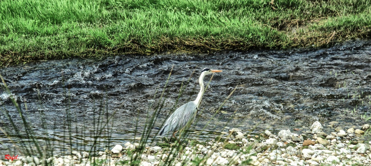 "Un paseo por el rio." de Rafael Serrano Arguedas