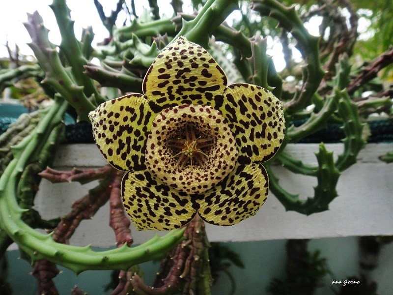 "Orbea variegata" de Ana Giorno