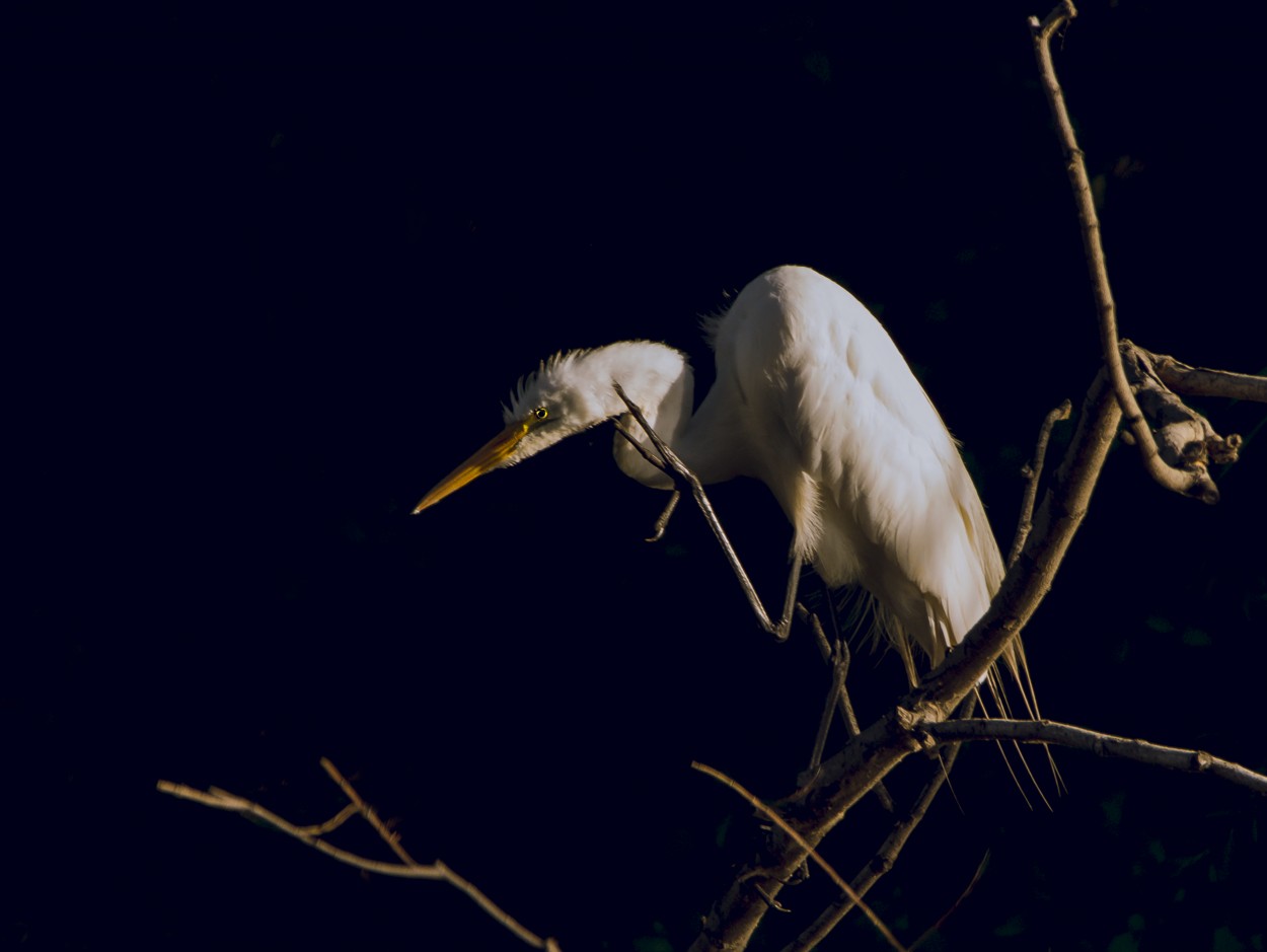 "Garza Blanca" de Williams Daniel Nuez