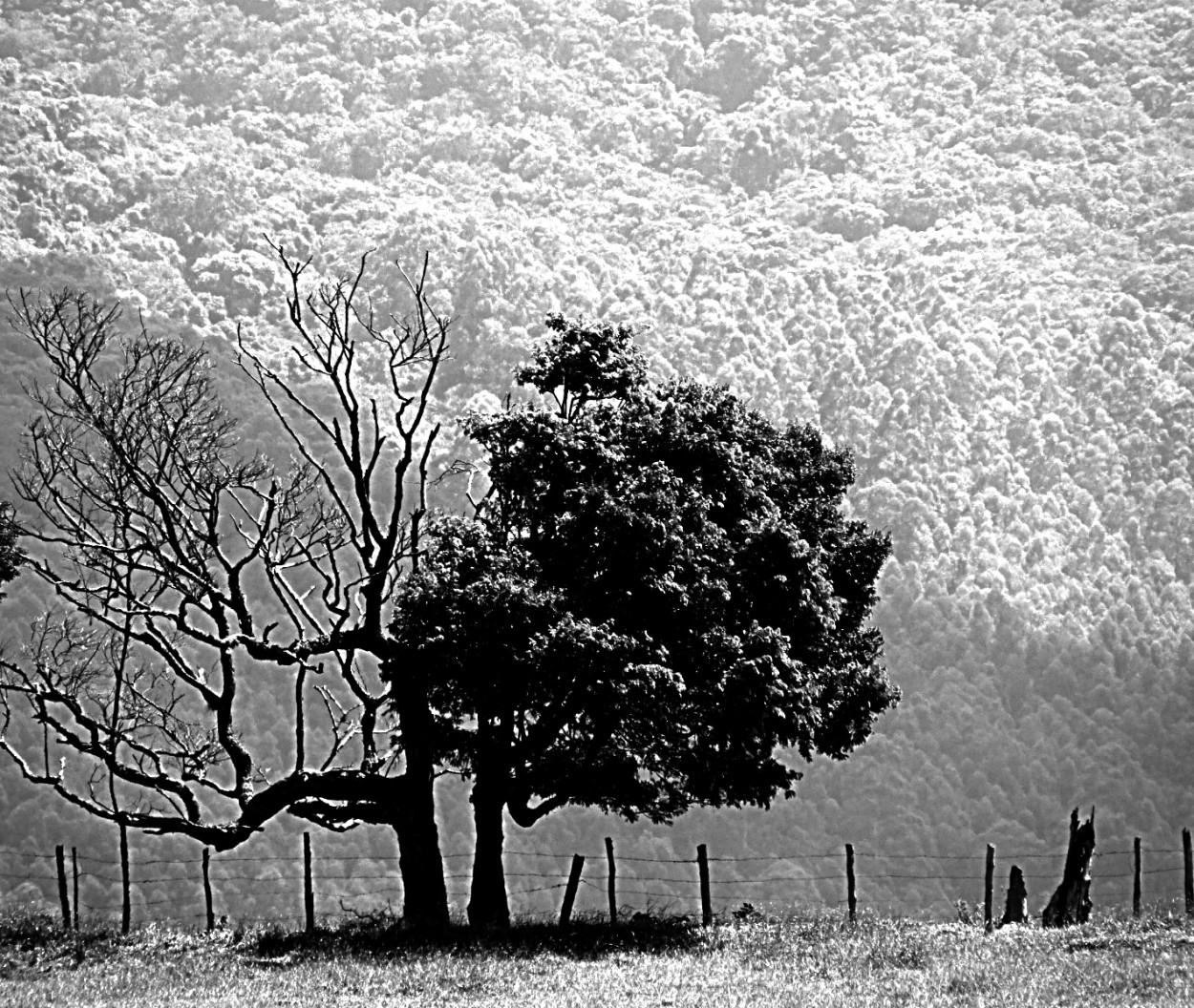 "Um olhar ao longe, a Natureza e duas fases!" de Decio Badari