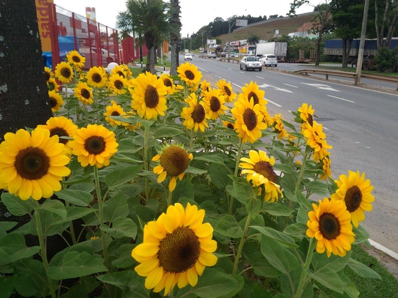 "Florindo e embelezando a entrada da cidade........" de Decio Badari