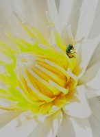 Bicho verde sobre flor de nenfar.