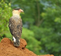 Sempre atento,o Carcar,(Caracara plancus)........