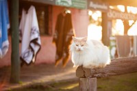 Gato en ocaso campestre